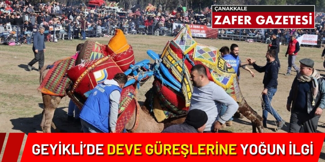 Geyikli’de Deve Güreşi Festivali’ne Yoğun İlgi Gösterildi