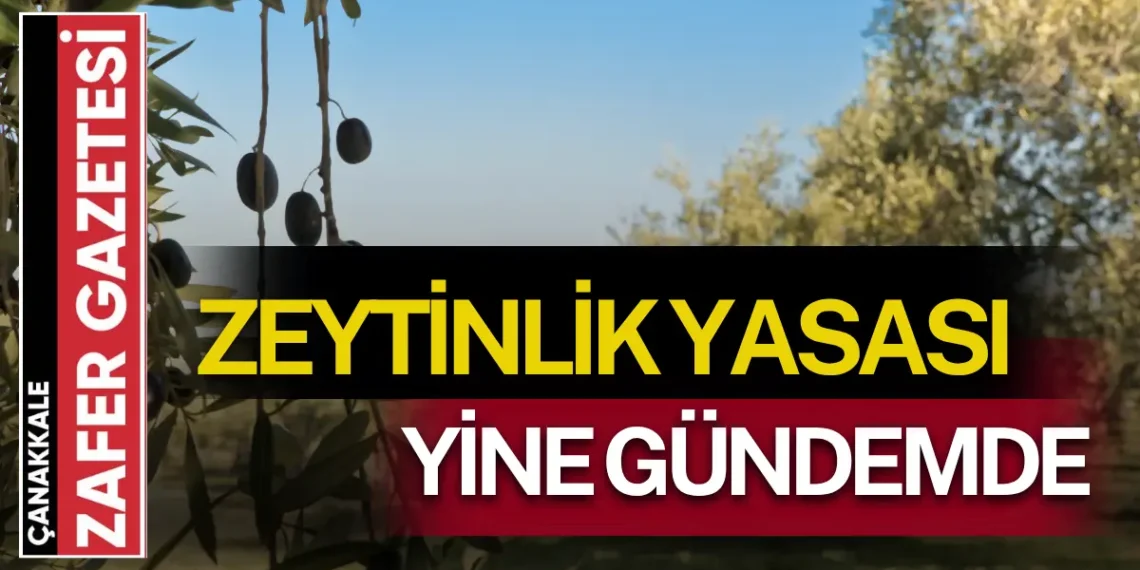 Zeytinlik Yasası Yine Meclis Gündeminde