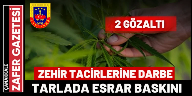 Çan’da Tarlada Uyuşturucu Operasyonu: 2 Gözaltı 1 ot