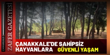 Valilikten Sokak Hayvanları Açıklaması: Çalışmalar Sürüyor